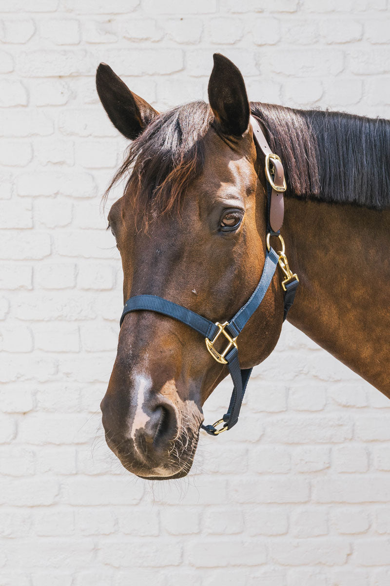 Kentucky Nylon Halter Breakaway Navy