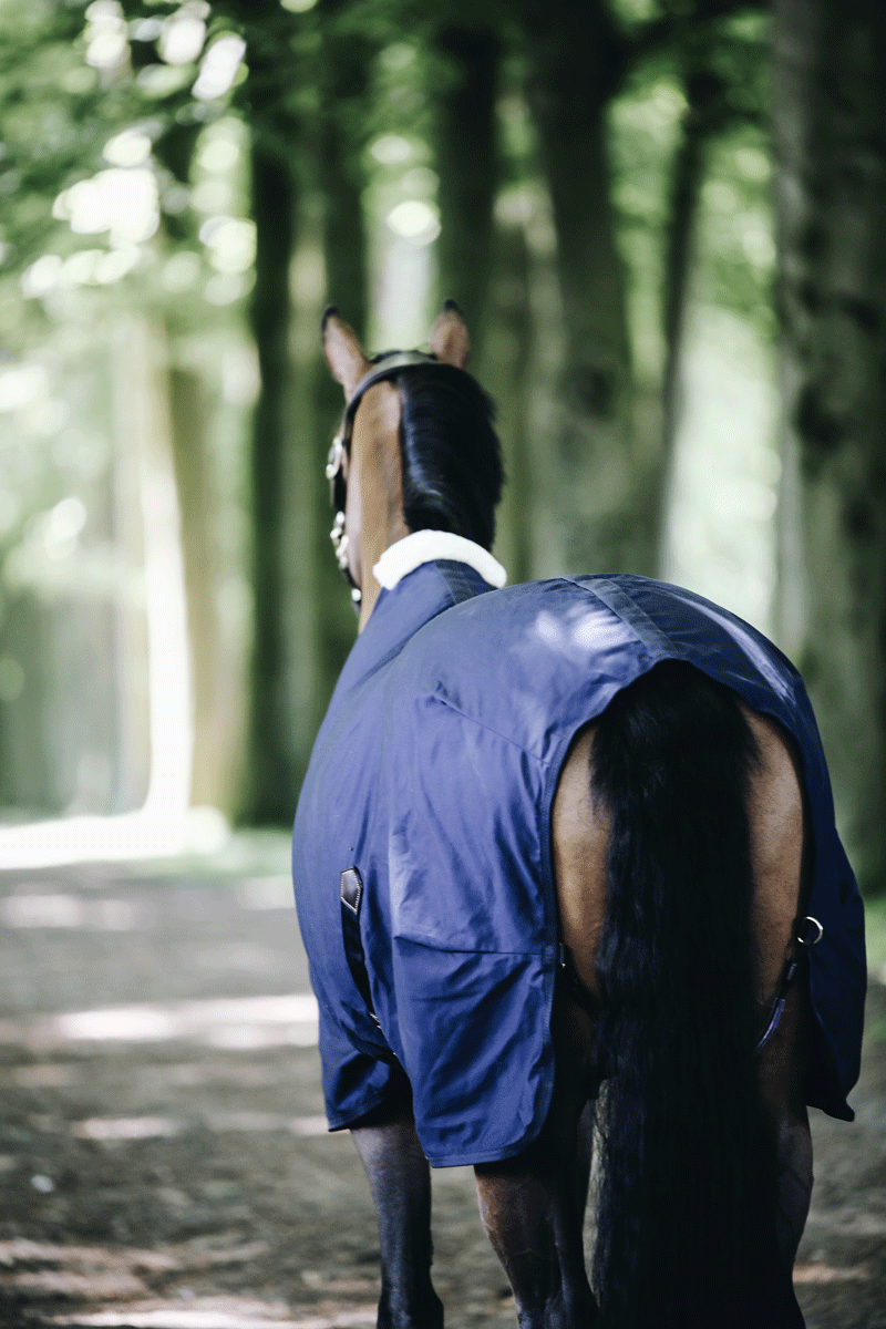 Kentucky Horsewear Cotton Sheet Navy