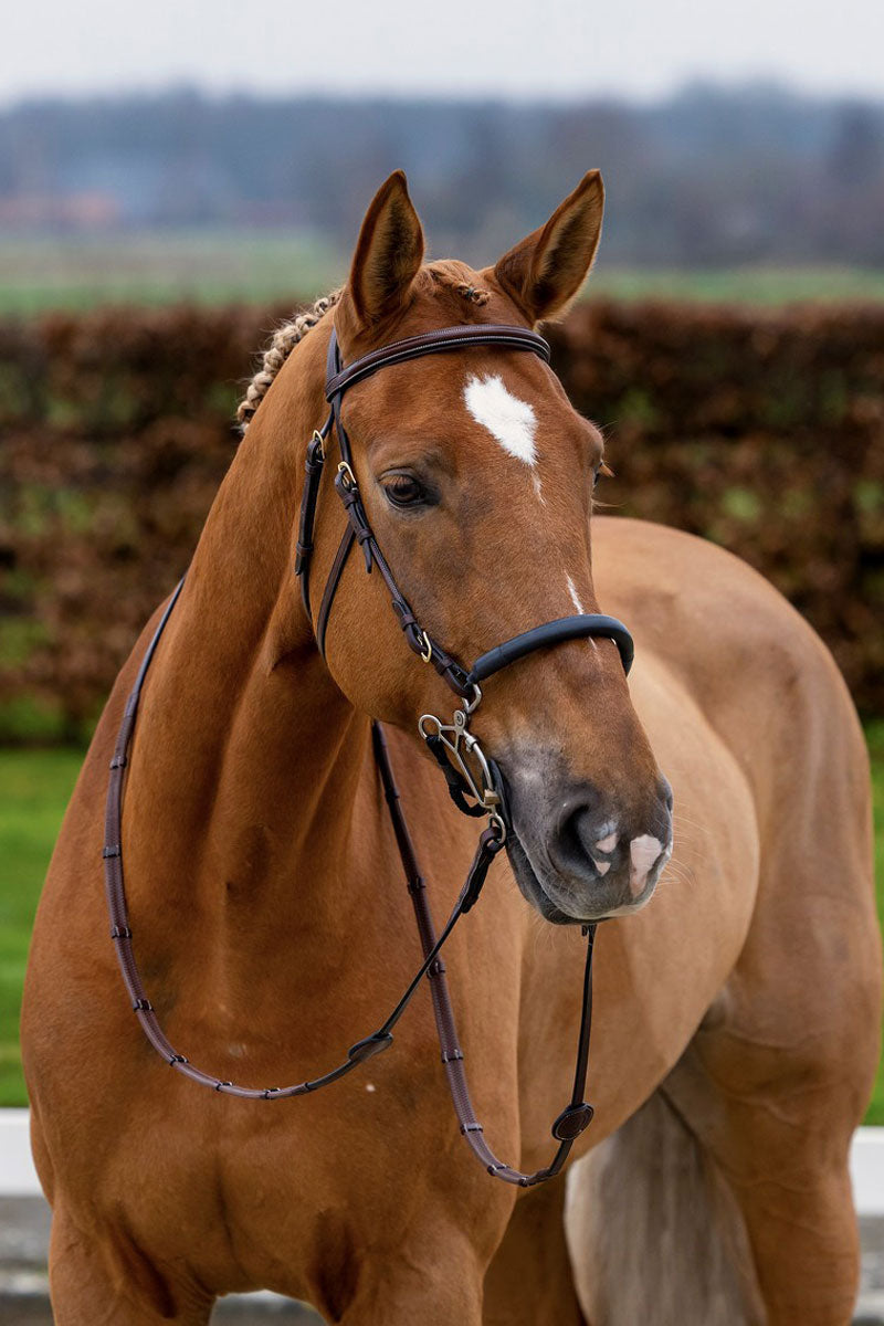Trust Hickstead Bridle Brown/Silver