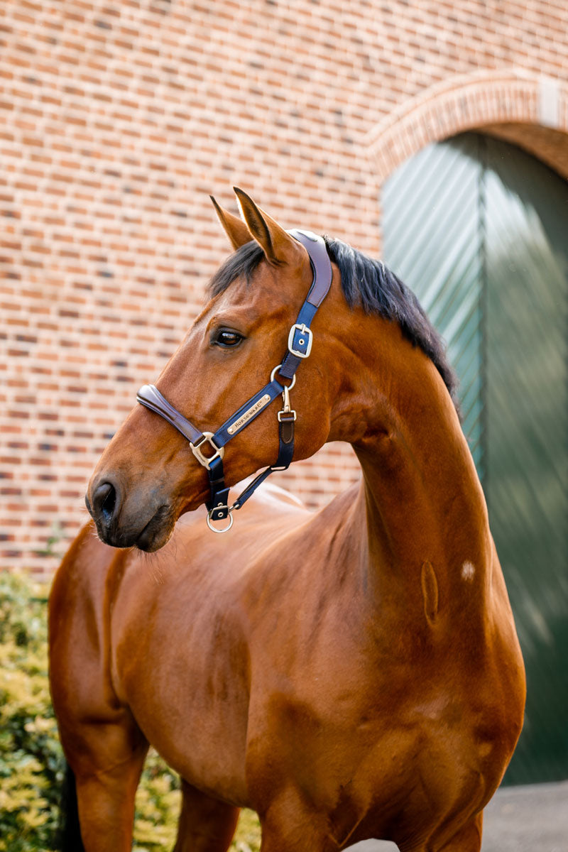 Horseware Signature Competition Headcollar Brown/Navy