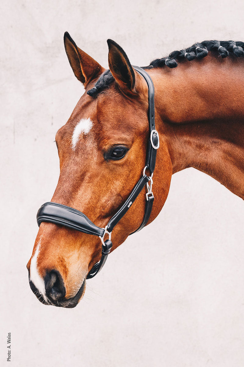 Schockemohle Fremont Headcollar Black/Silver