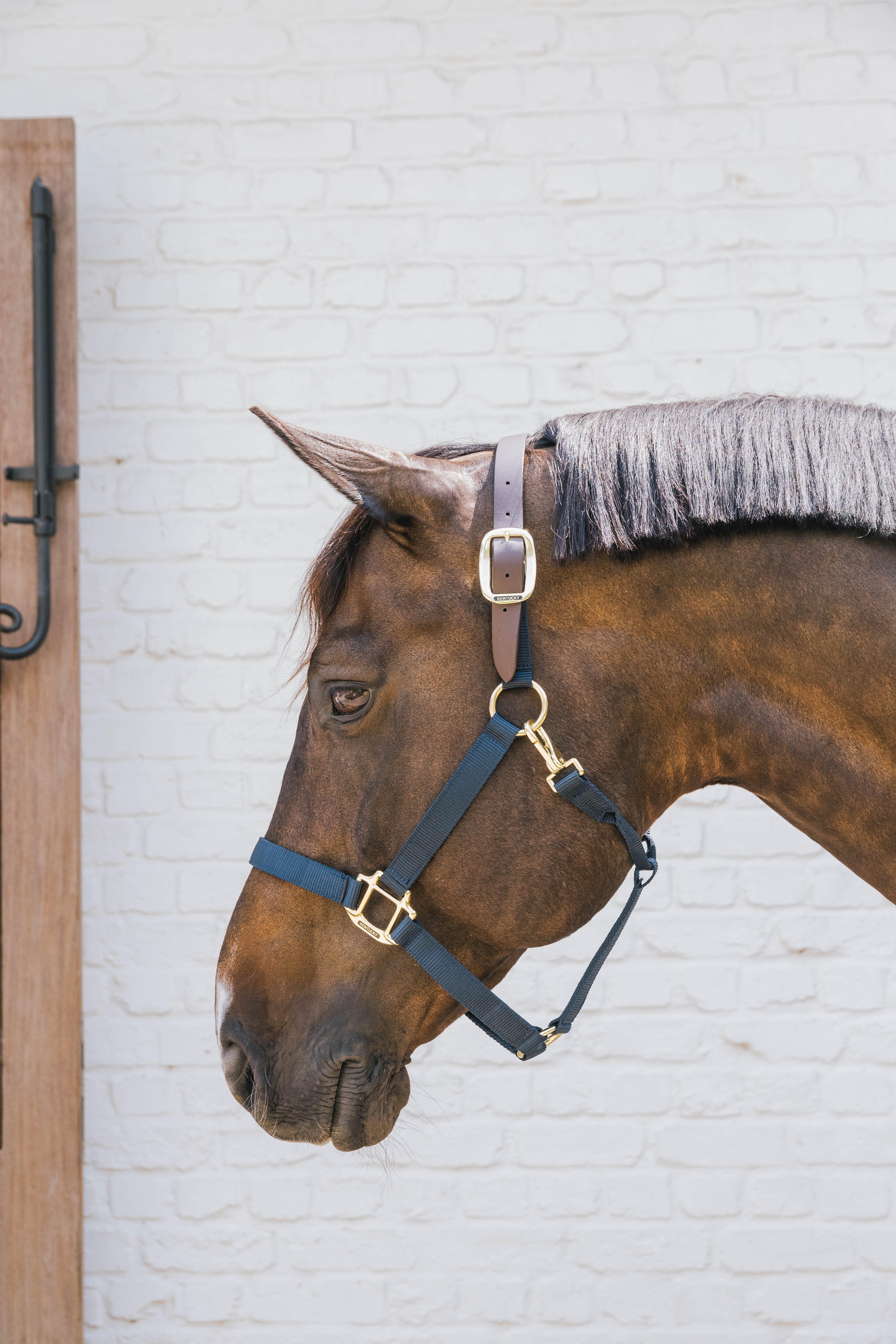 Kentucky Nylon Halter Breakaway