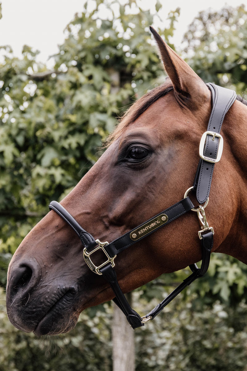 Kentucky Horsewear Anatomic Leather Halter Black