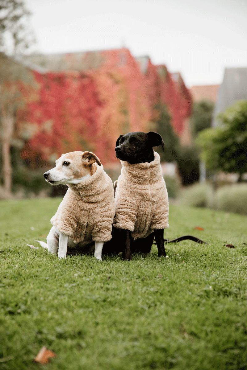 Kentucky Horsewear Dog Teddy Fleece Beige