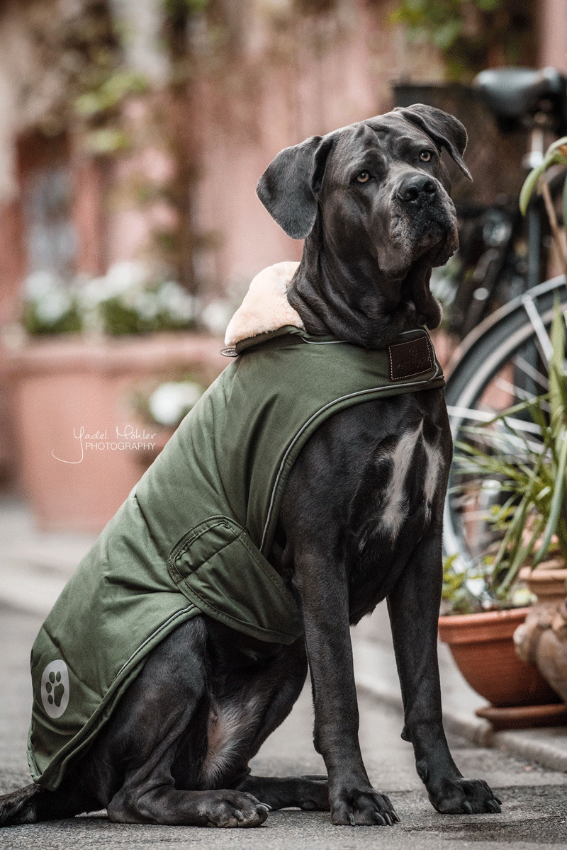 Kentucky Horsewear Dog Coat Waterproof 300g Olive