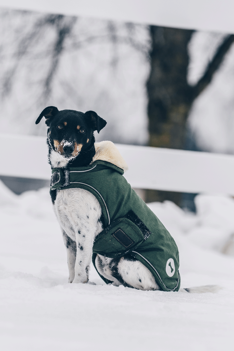 Kentucky Horsewear Dog Coat Waterproof 300g Olive