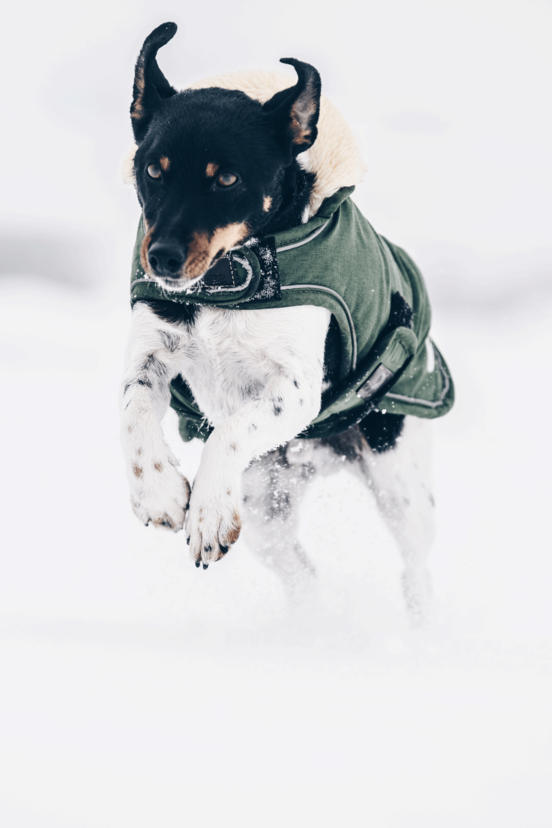 Kentucky Horsewear Dog Coat Waterproof 300g Olive