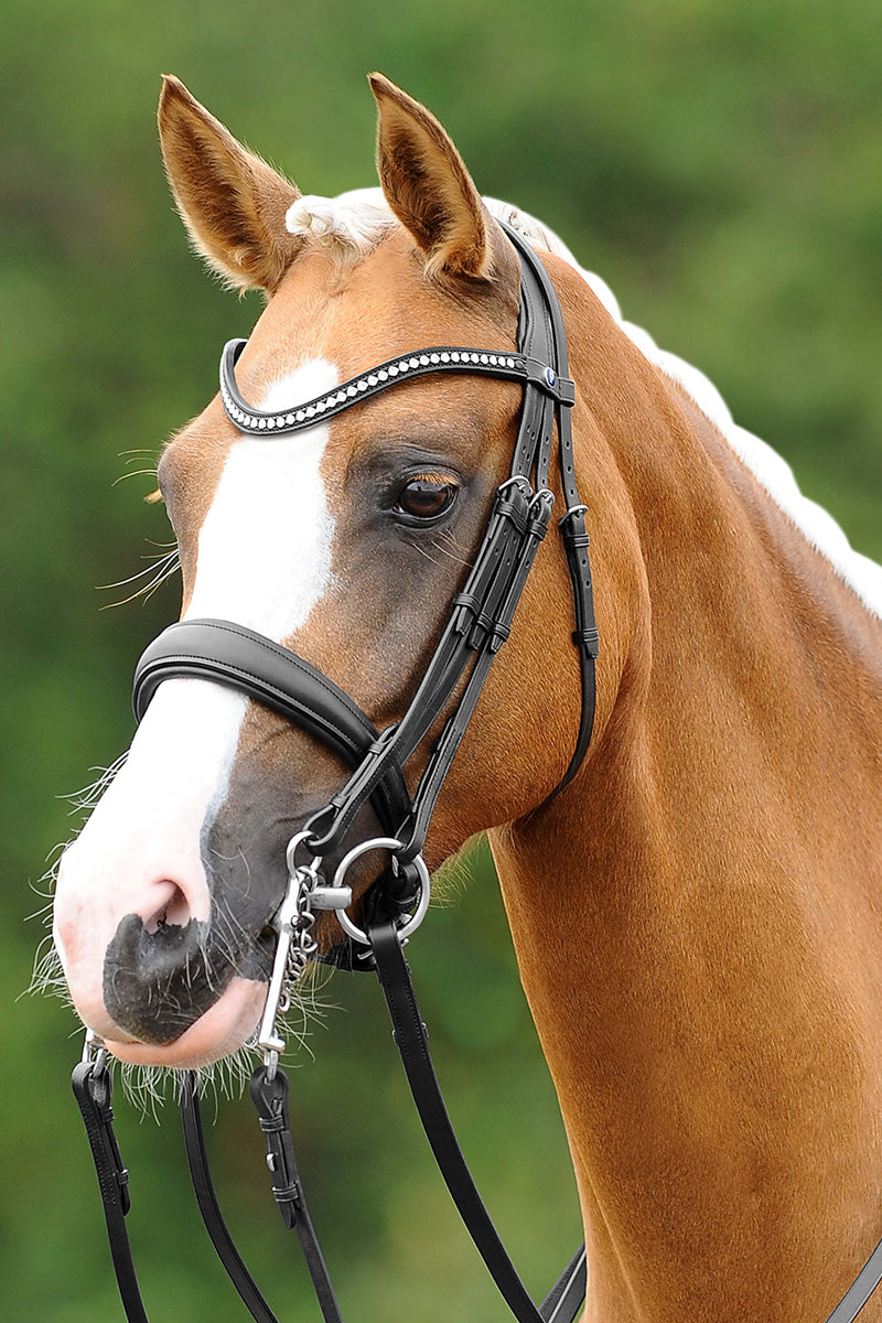 PassierBlu Dream Double Bridle with Stainless Steel Fittings Black