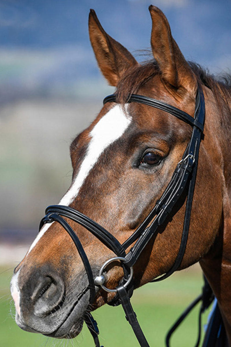 Amerigo Flash Bridle with Reins Black