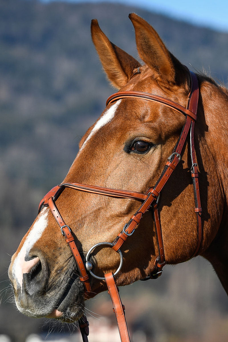 Amerigo Grackle Bridle with Reins