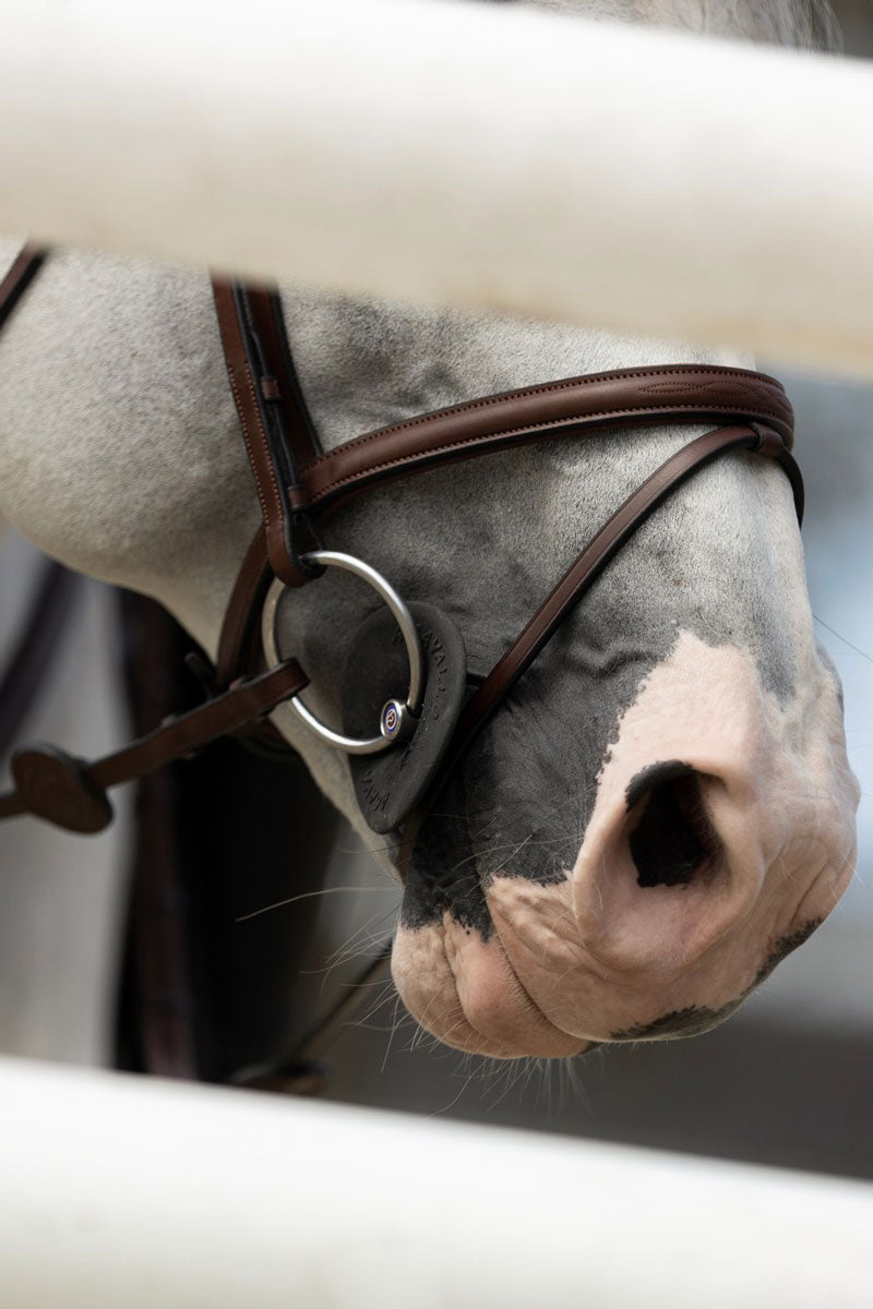 Trust Calgary Bridle Brown/Silver