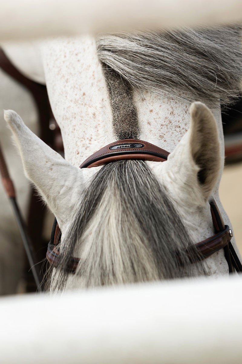 Trust Calgary Bridle Brown/Silver