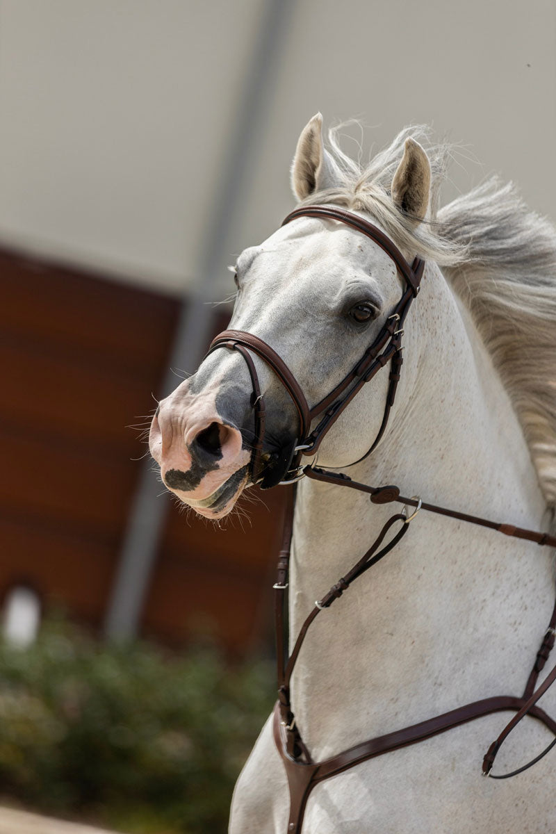 Trust Calgary Bridle Brown/Silver