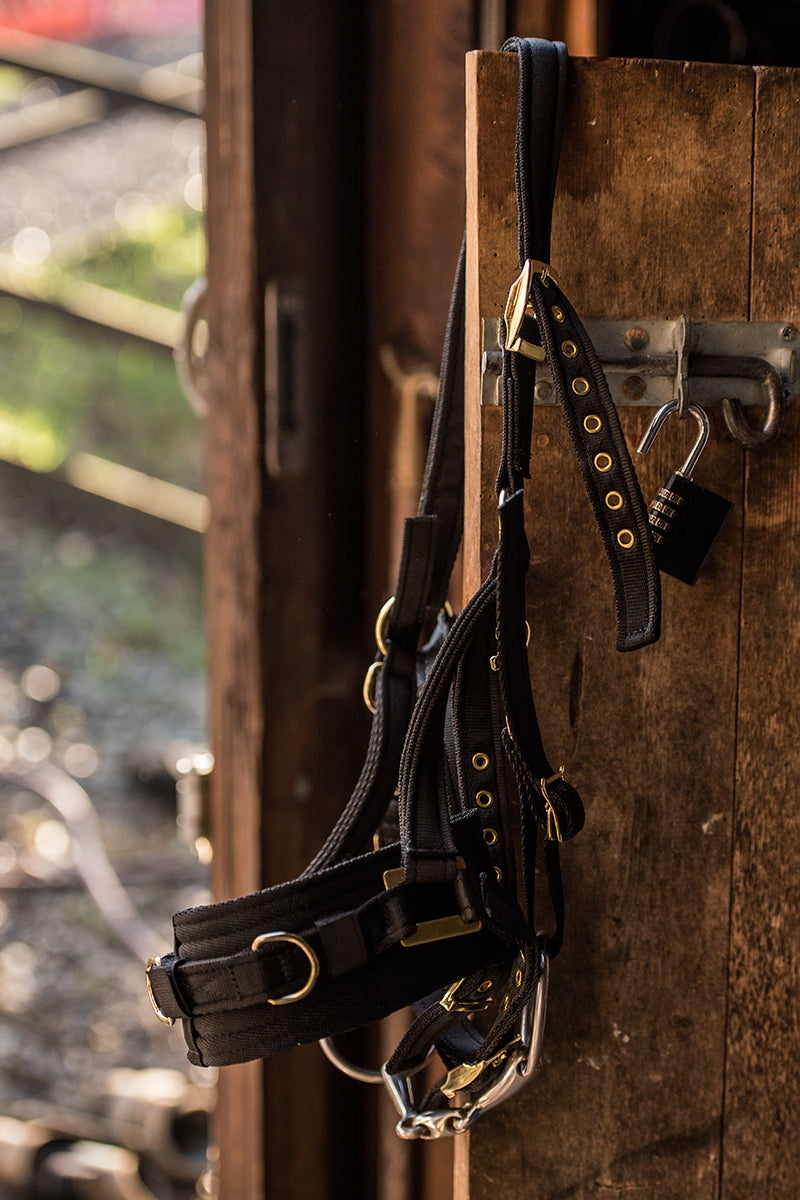 EquiAmi Lunge Cavesson Black