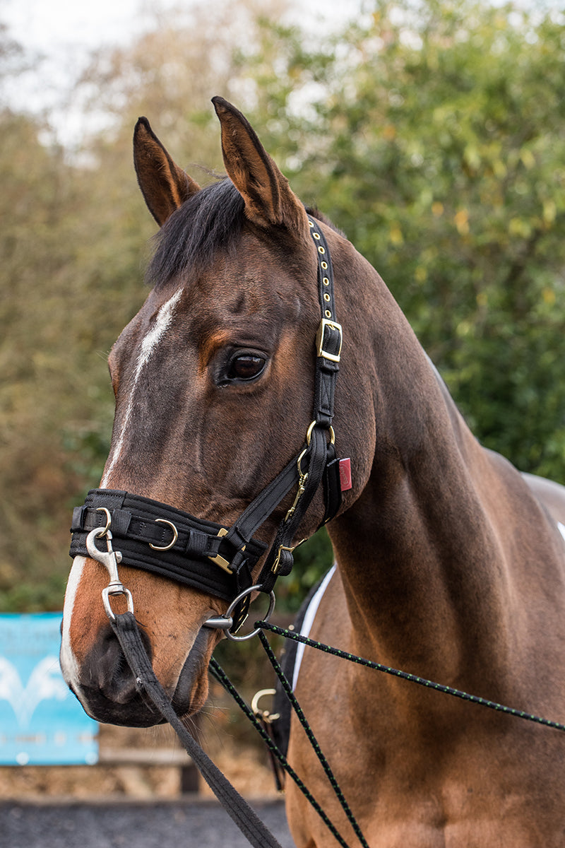 EquiAmi Lunge Cavesson Black