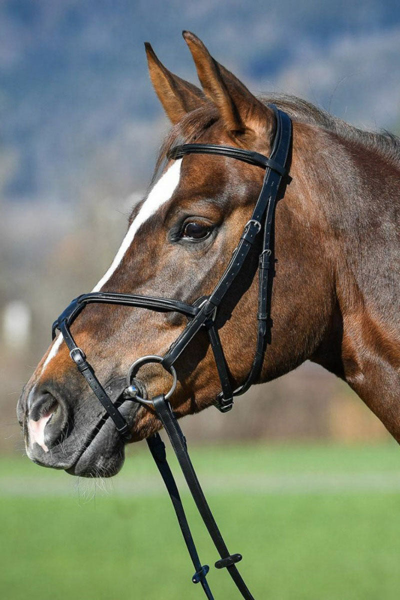 Amerigo Grackle Bridle with Reins Black