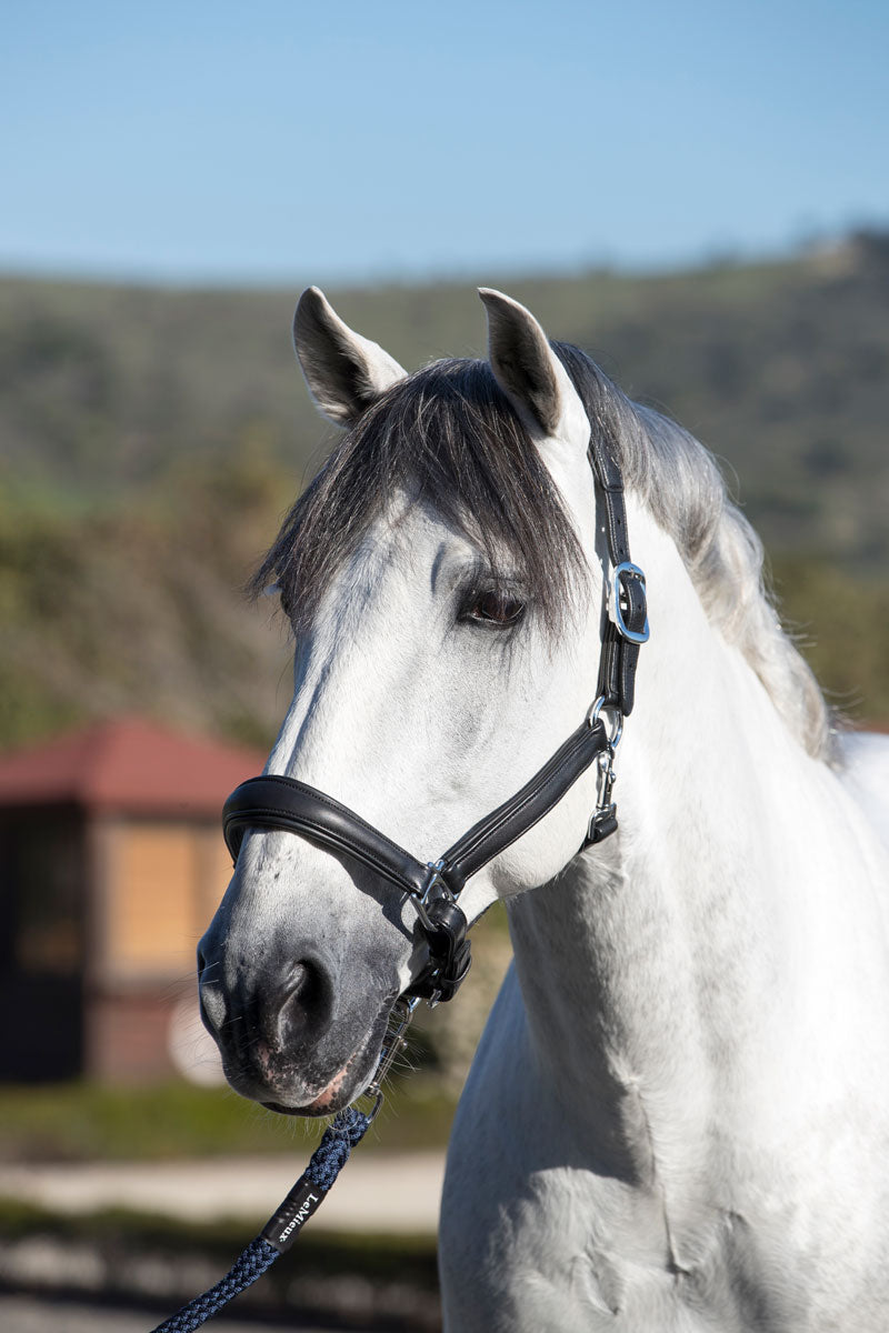 Le Mieux Anatomic Leather Headcollar Black