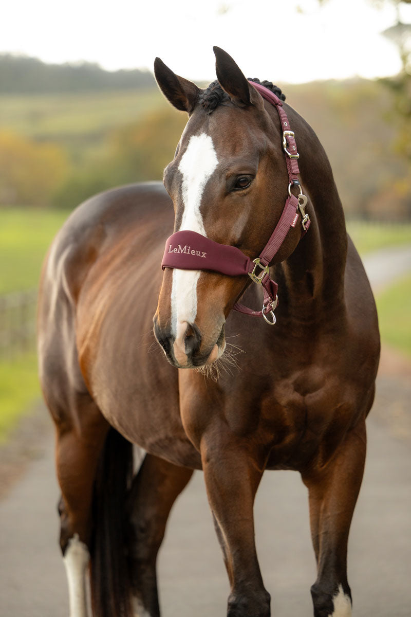LeMieux Breakaway Vogue Headcollar & Leadrope Bramble 