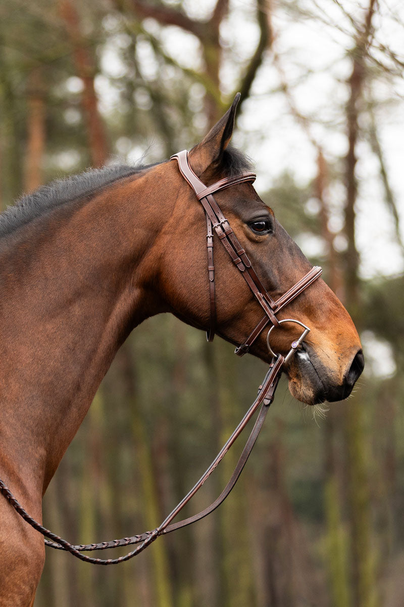 Trust Calgary Bridle Brown/Silver