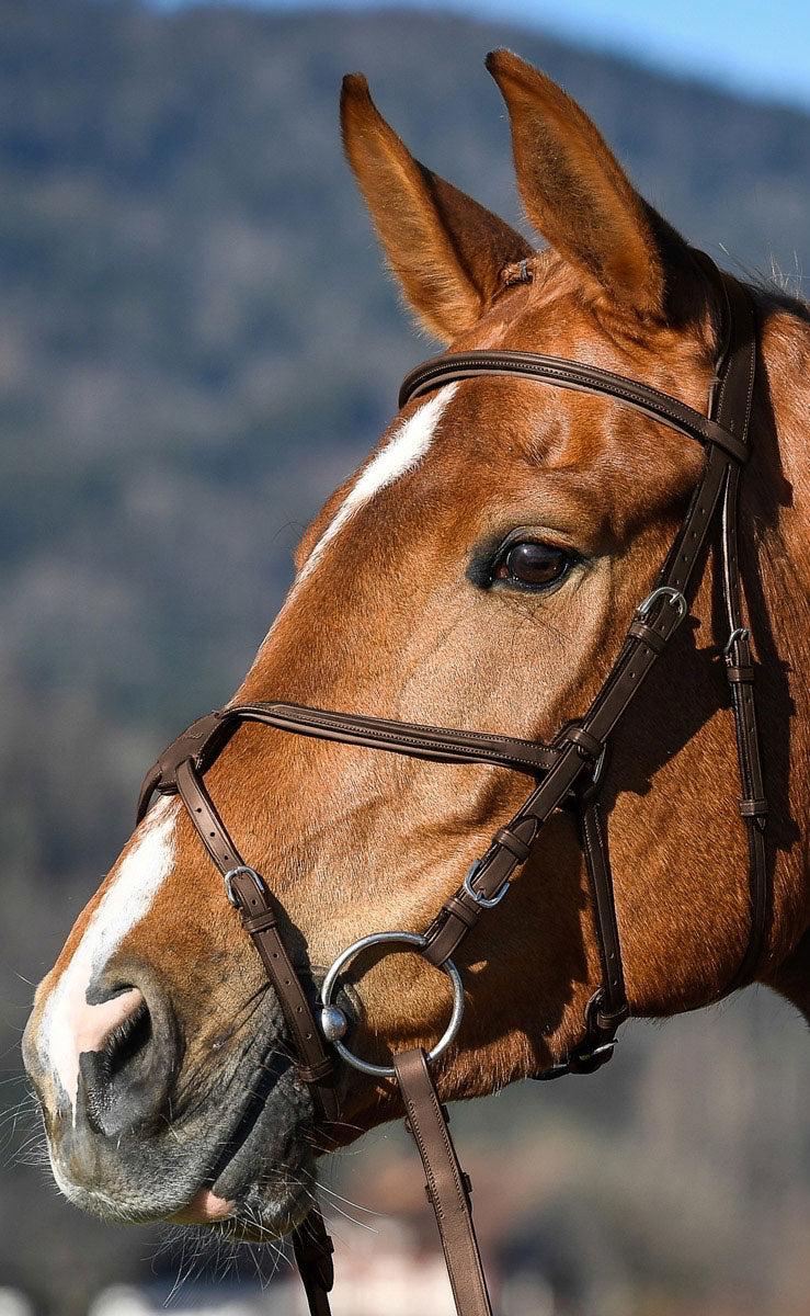 Amerigo Grackle Bridle with Reins Brown